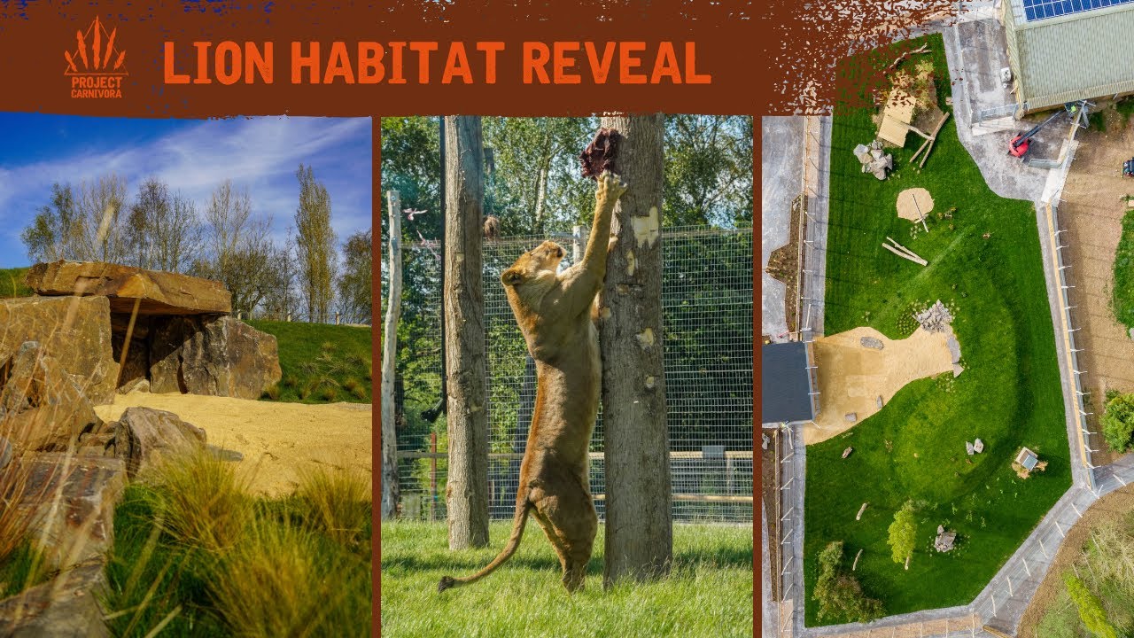 Inside the NEW Lion Habitat 🦁