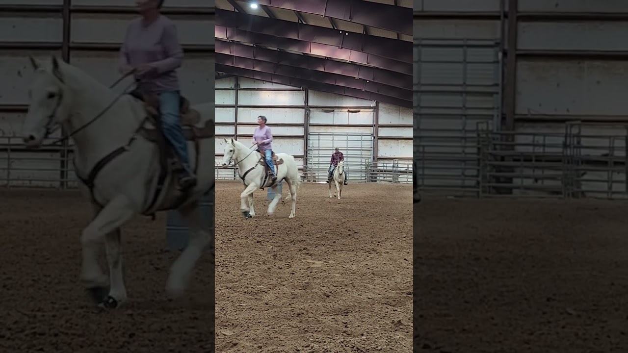 Hollywood 4yr old filly. First time to town