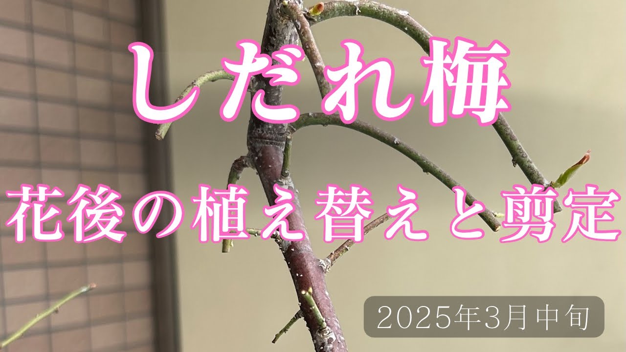 花後のしだれ梅のお手入れ　植え替え&剪定