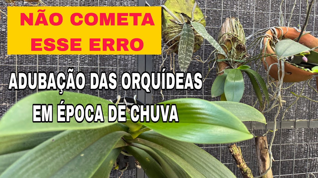 COMO FICA A ADUBAÇÃO DAS ORQUÍDEAS NA ÉPOCA DE CHUVA…? Não cometa esse erro