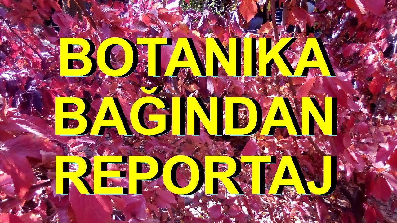 Botanika bağından f&uuml;sunkar reportaj - Sebuhi Rehimli