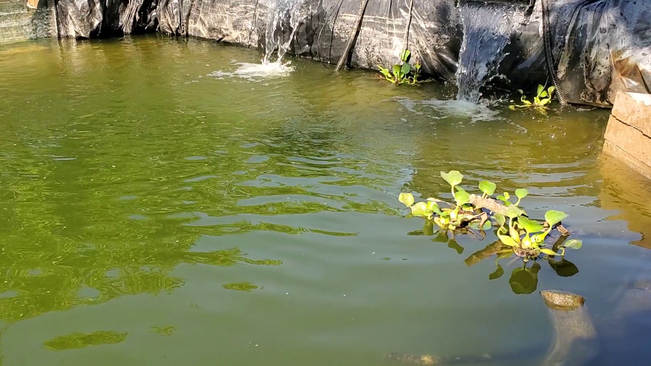 Jebao SCP 150 Cross Flow Wavemaker for our Mega Pond Aquarium