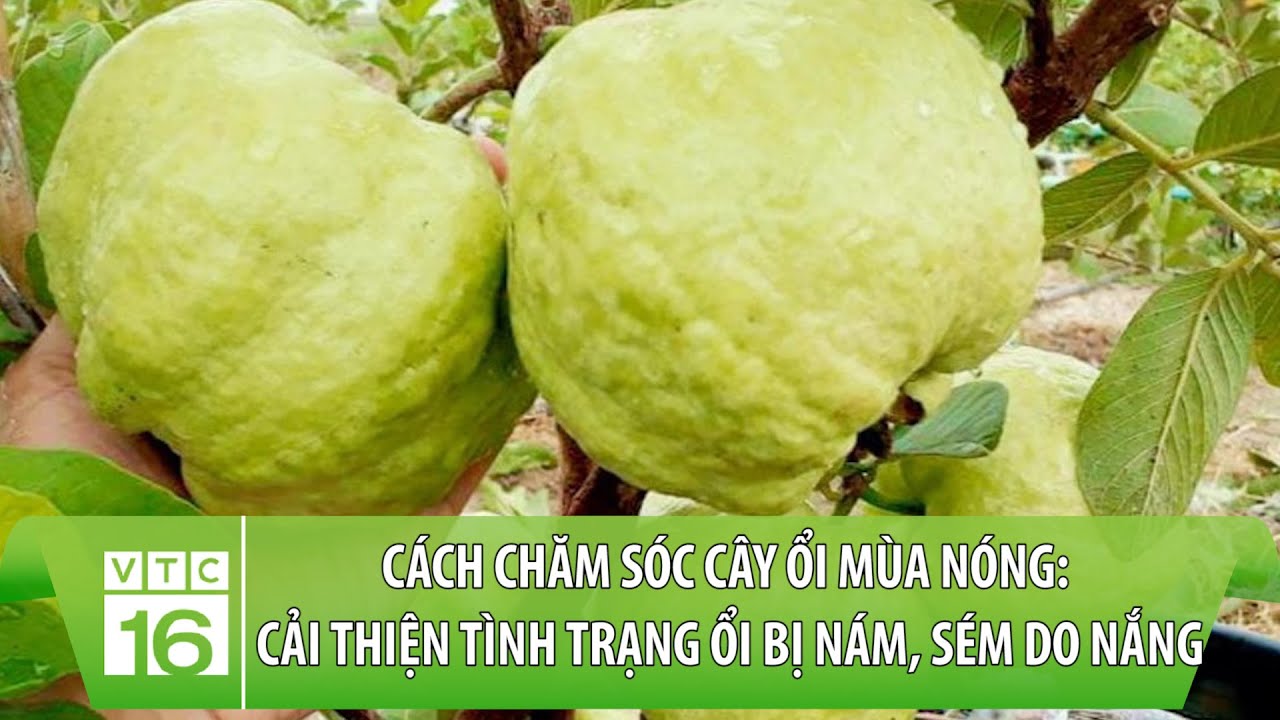 Cách chăm sóc cây ổi mùa nóng: Cải thiện tình trạng ổi bị nám, sém do nắng | VTC16