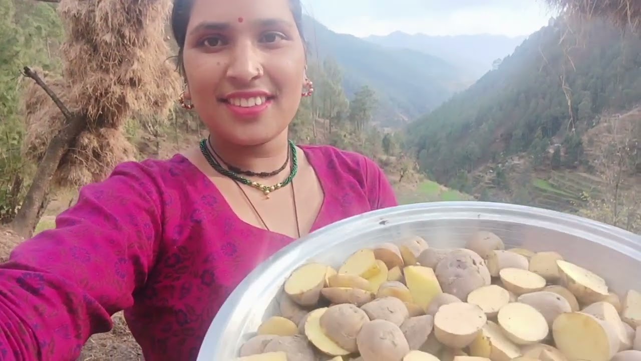 आज हमने खेतों में आलू भी लगा दिए हैं