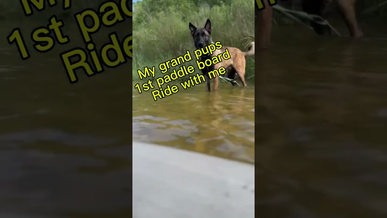 Belgian Malinois loves to paddle Board  #belgianmalinois #paddleboarding #belgiummalinois