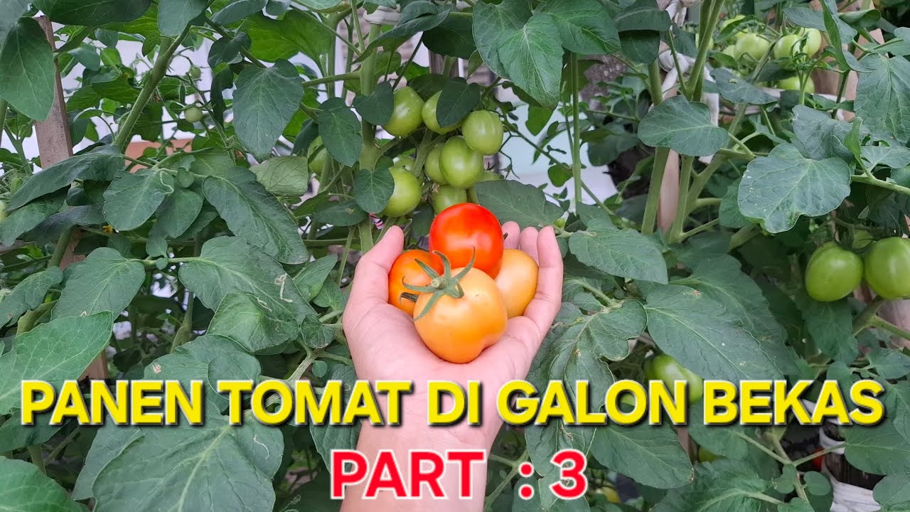 LUAR BIASA! PANEN TOMAT DI GALON BEKAS #PART 3