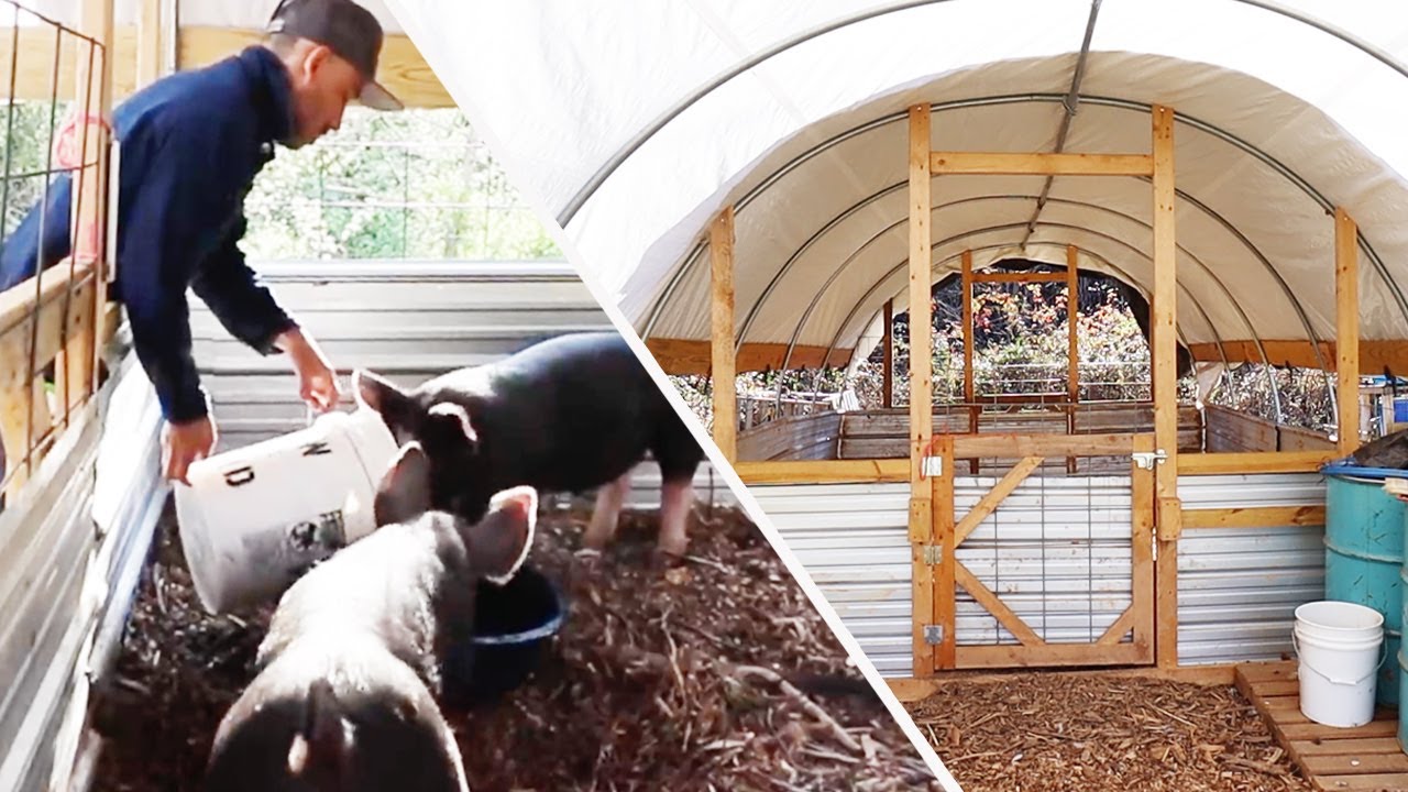 The Best Pig Shelter on Youtube for a Small HOMESTEAD 🐷