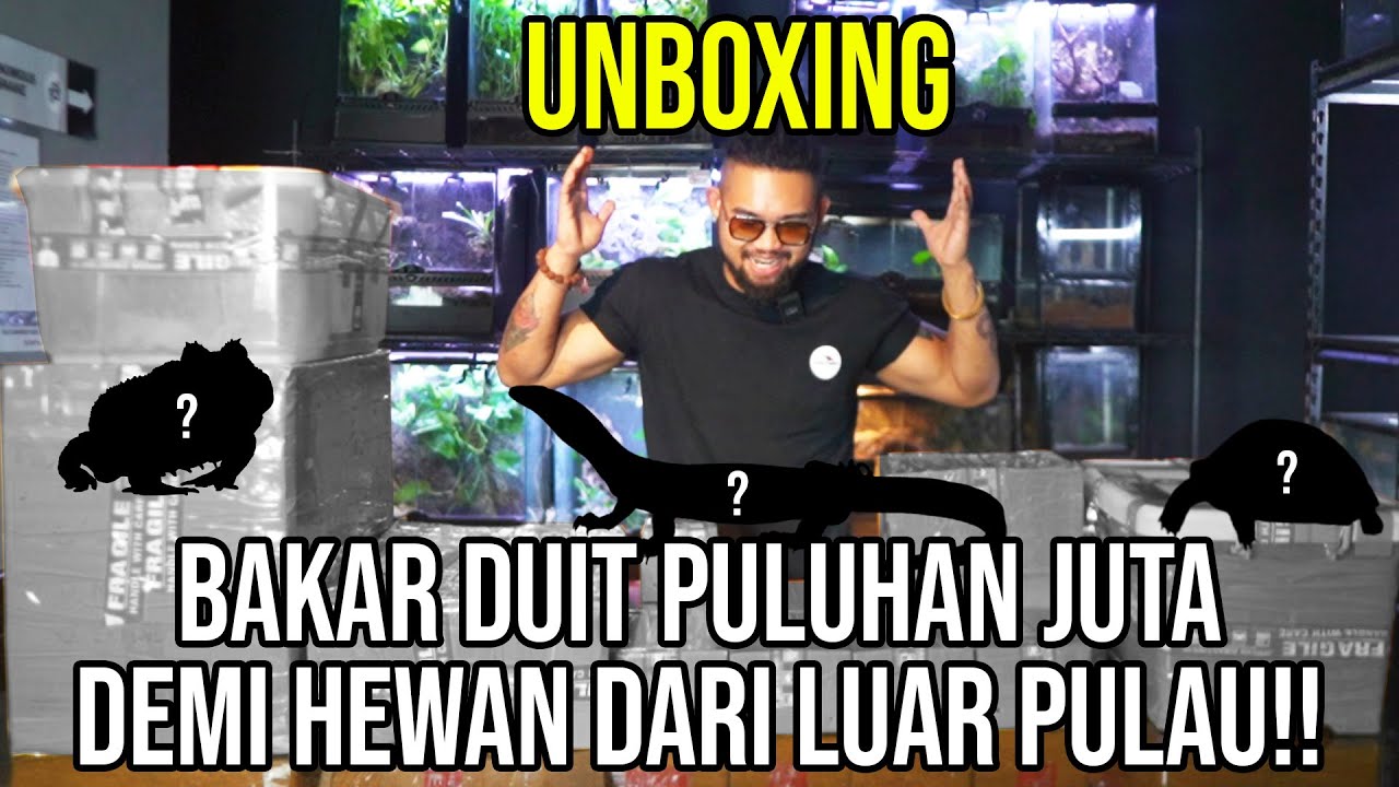 BAKAR DUIT !! 30 JT ILANG UNBOXING HEWAN DARI LUAR PULAU!! #Audreykingofthejungle #indoexotic