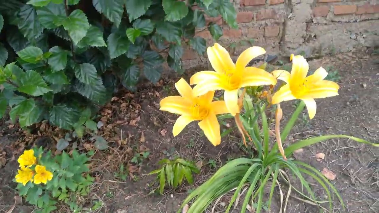 This style of Gardening in the countryside is missing in the Cities 