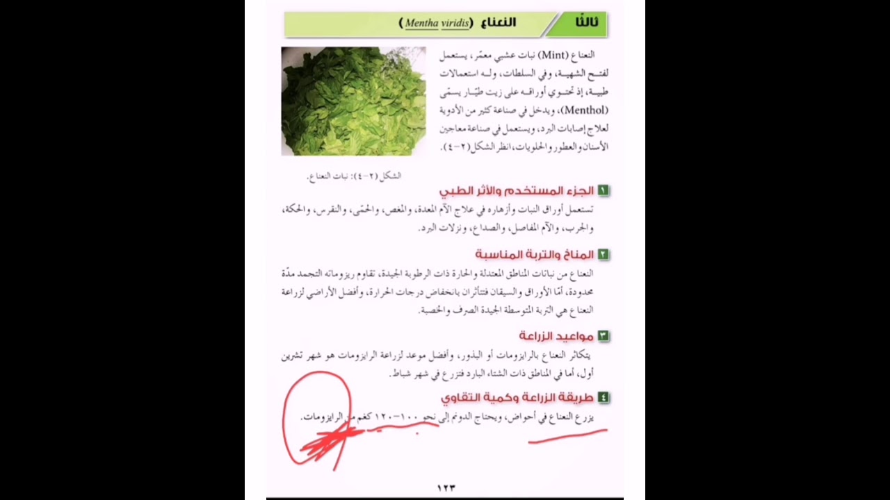 النعناع، الميرمية ✨🌿