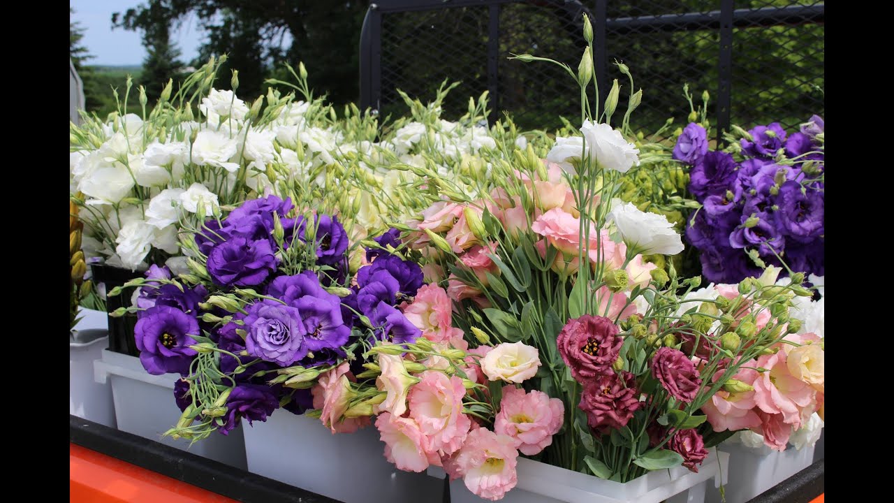 Grow a Rainbow: Annual Flowers for Color and Purpose