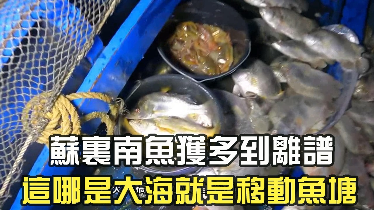 蘇裏南漁獲多到離譜，這哪是大海，這是移動魚塘#阿牛愛捕魚#趕海 #捕魚 #捕魚達人 #網魚 #蘇裏南