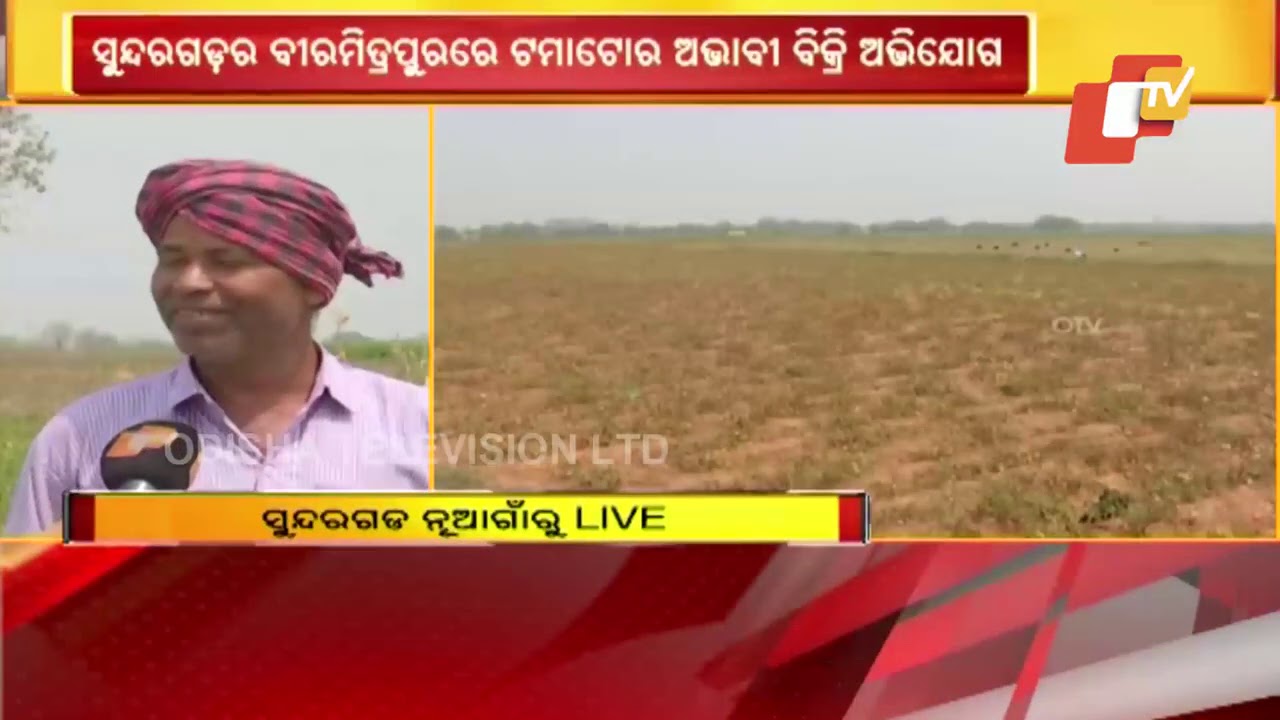 Tomatoes Farmers Suffer Loss Due To Lack Of Cold Storage & Distress Sale