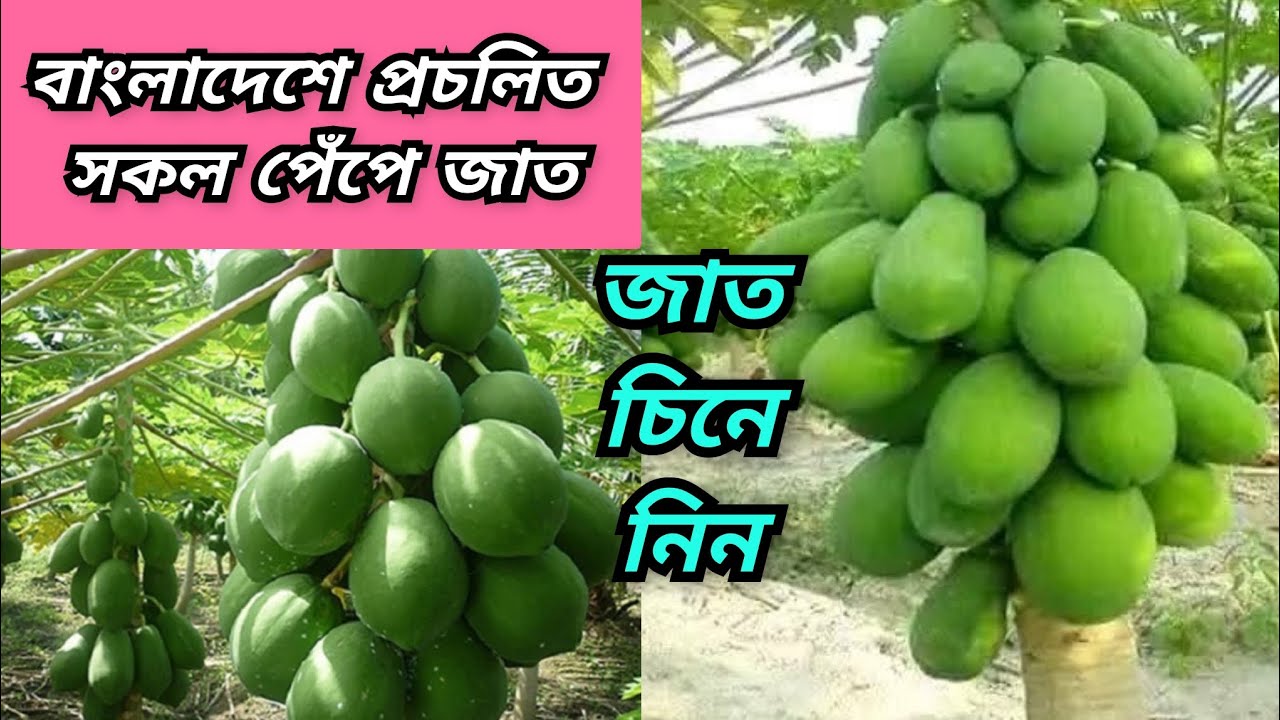 ভিডিওতে বাংলাদেশের সকল পেঁপে জাত চিনে নিন। জাত নিশ্চিত হয়ে পেঁপে চাষ করুন। পেঁপের অন্যান্য সমাধান