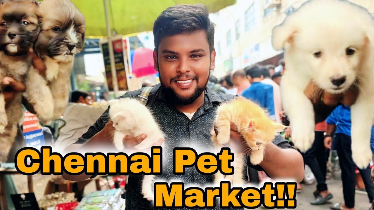 Chennai broadway Pets Market | Dogs, Cats, birds with best price! All in one place | #hussainmedia 
