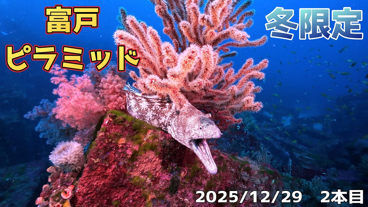 INONワイコン撮影！東伊豆、冬限定ポイント　富戸　ピラミッド見てきました　[伊豆ダイビング/富戸/ピラミッド/ファンダイビング/ボートダイビング/スキューバダイビングvlog]