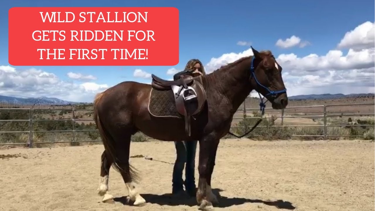 From Wild to Mild - RIDING MY WILD STALLION FOR THE FIRST TIME