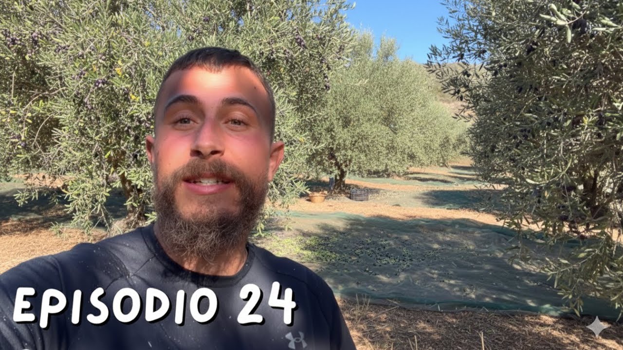 Así recojo aceitunas y hago aceite de oliva - Ep. 24 Viviendo en un Terreno 