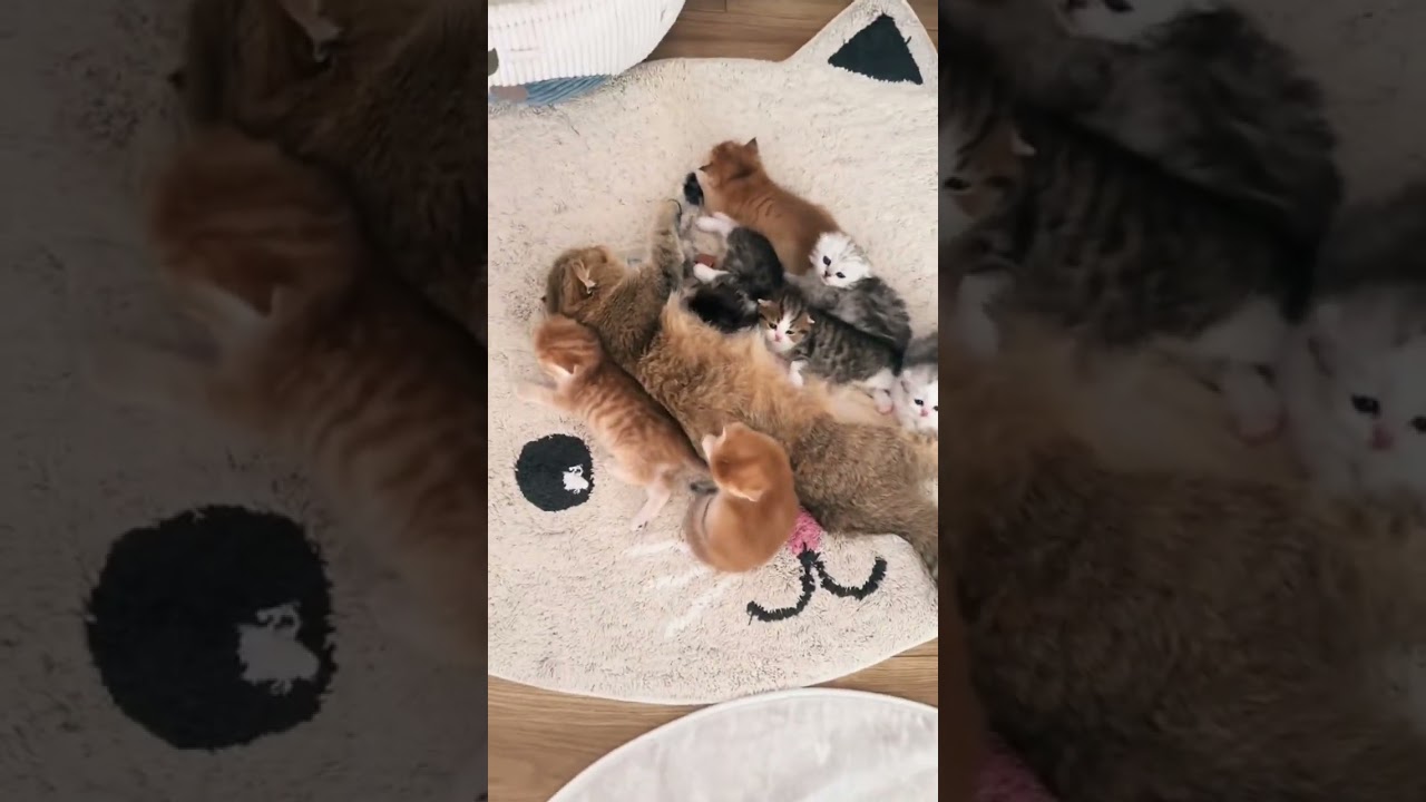 Brysia matka Polka 🤣🤣🤣