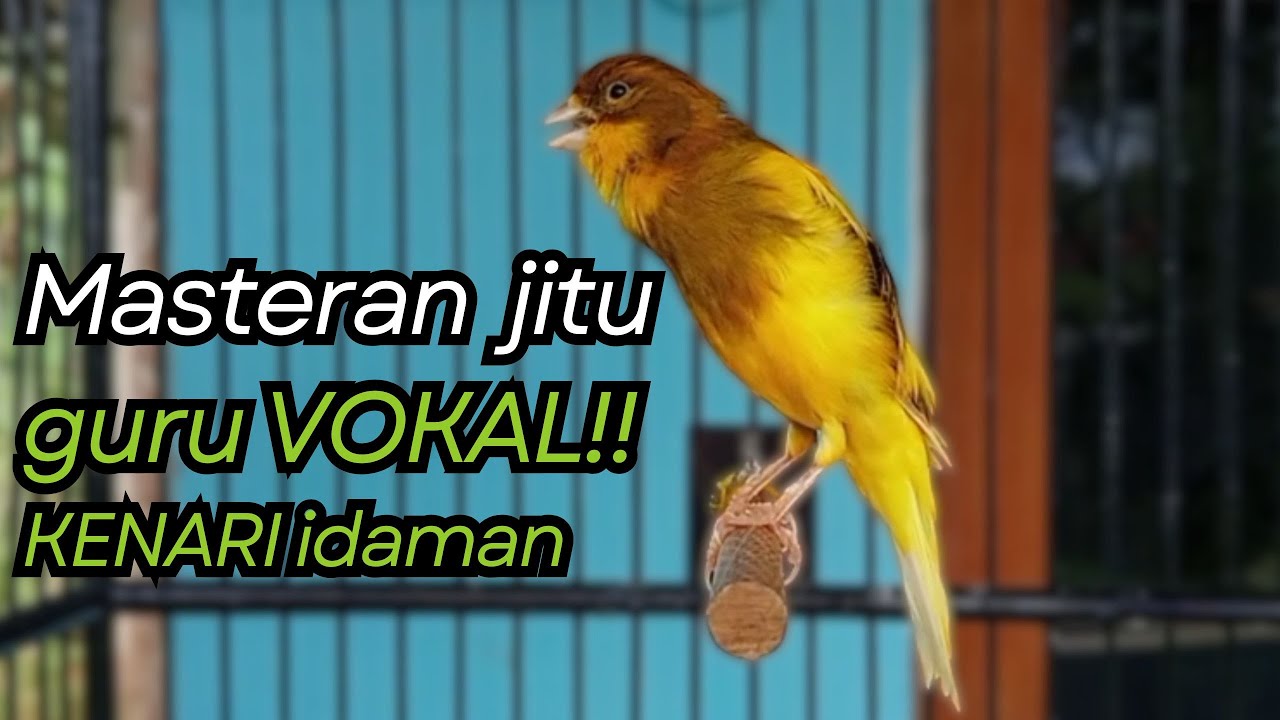 KENARI GACOR DURASI PANJANG Cuit CUIT BIRAHI UNTUK PANCINGAN & MASTERAN Kenari PAUD AGAR BUNYI