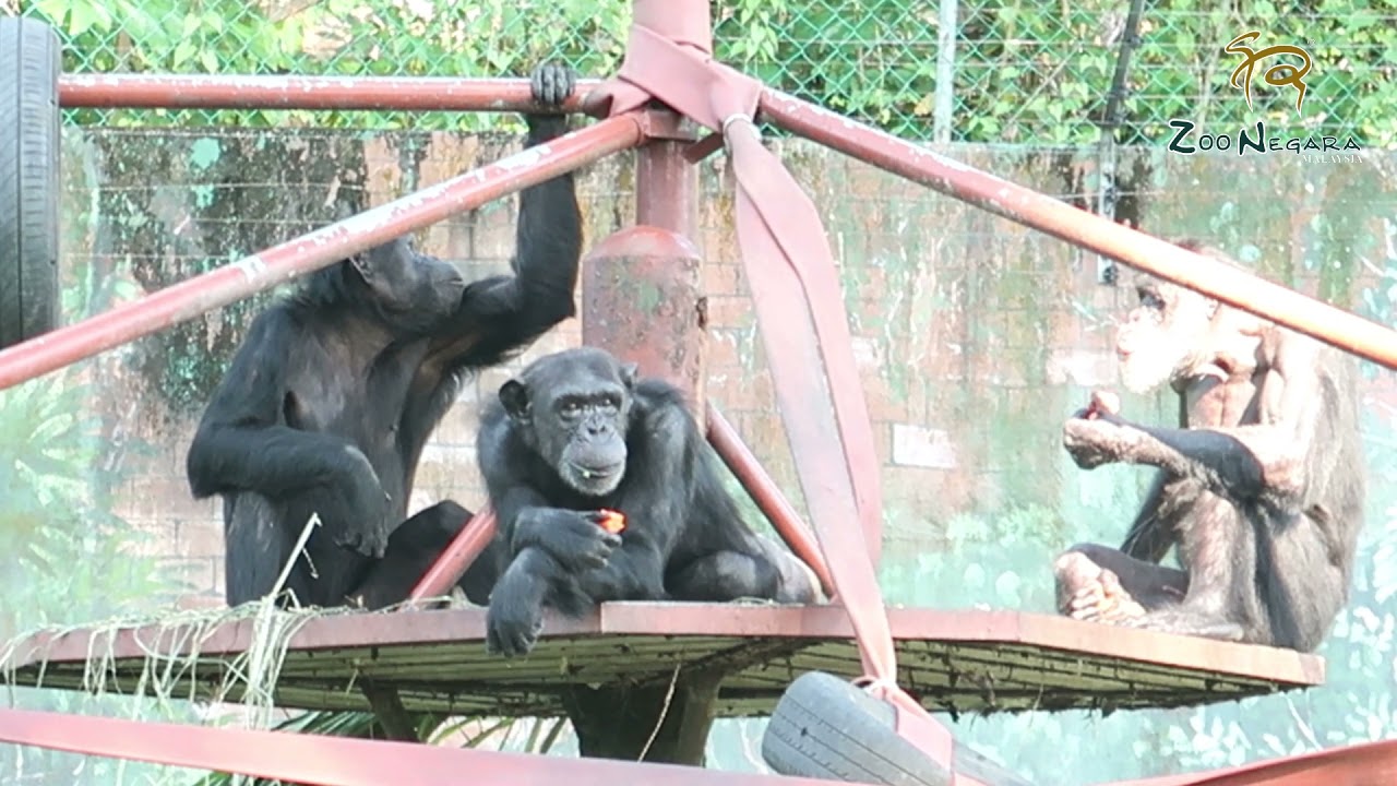 Zoo Negara Malaysia Chimpanzee & Sumatran Orangutan Feeding - Zooku At Home : I'ts Feeding Time