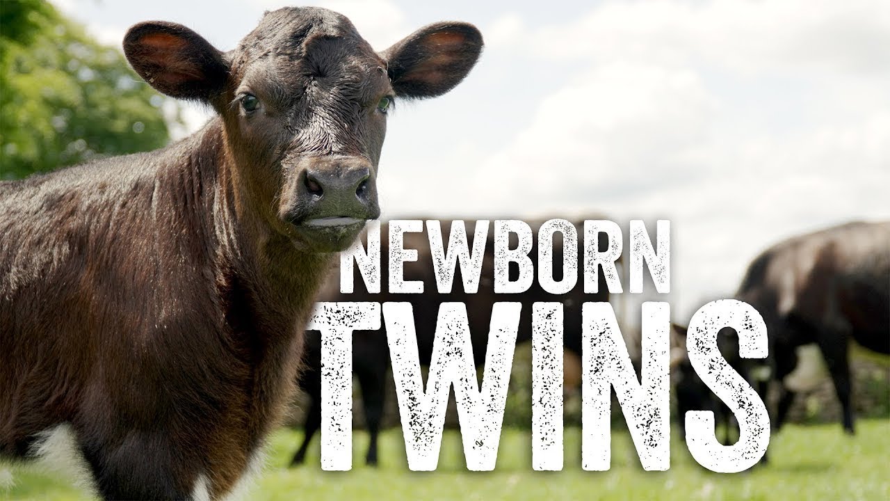 First Hours of Life for these Gloucester Calves