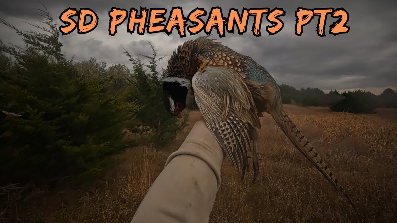 SD Pheasant Opener 24' Part 2
