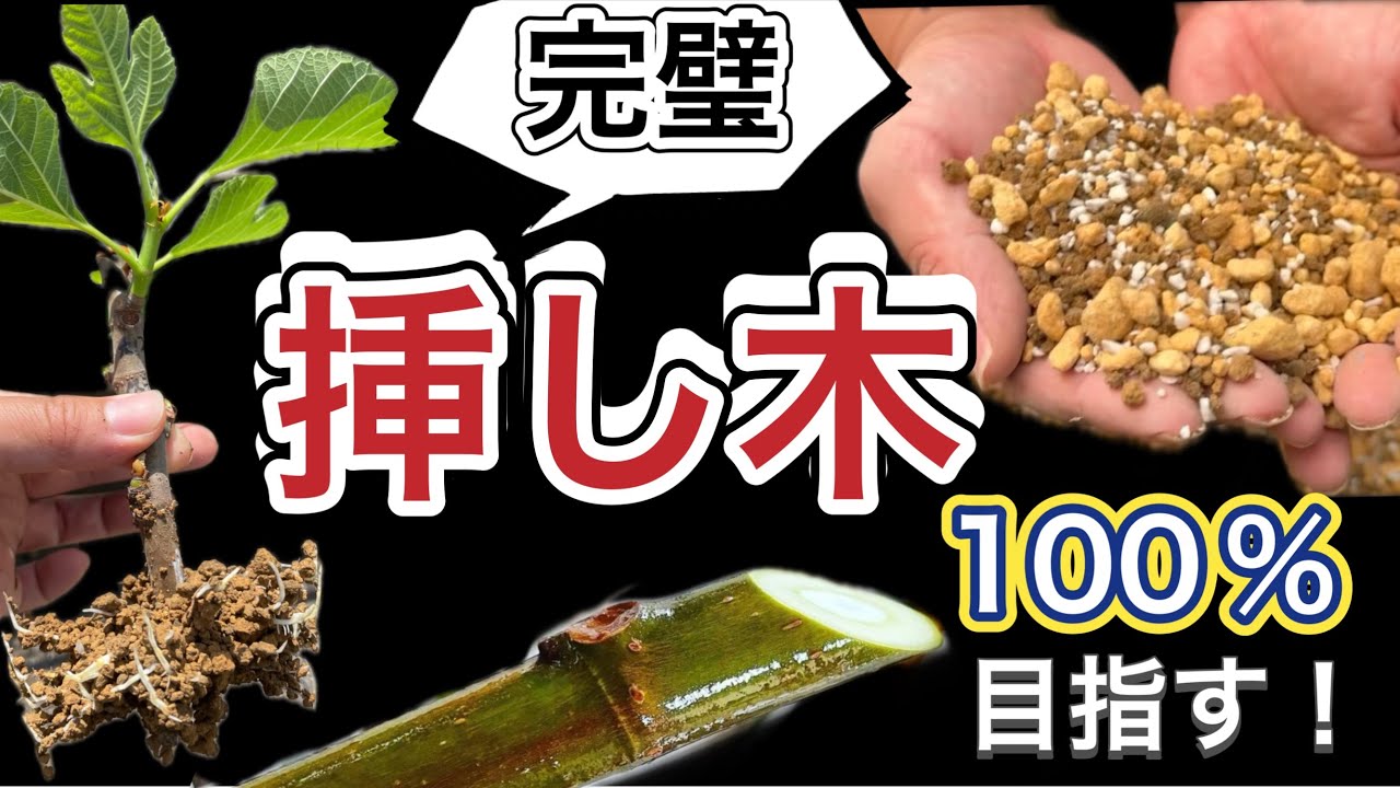 【失敗しない挿し木】イチジクは成功率100％目指せる？土の配合・穂木の加工・挿し方のポイントを初心者でもわかりやすく解説！