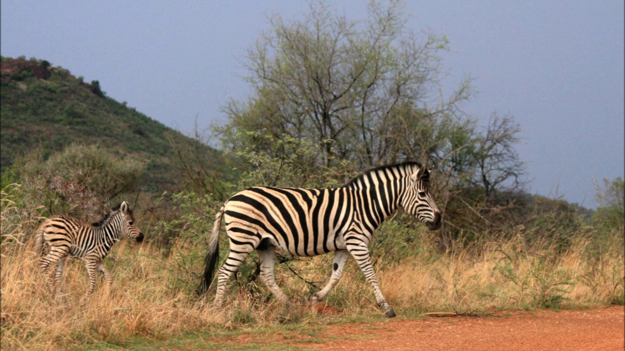Africa - My Home