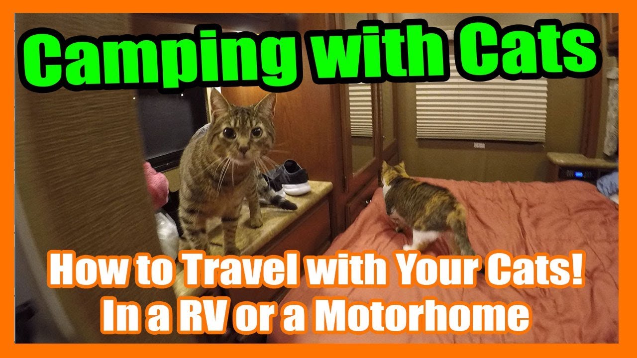 Camping with Cats - How To Bring Your Cat RVing with You