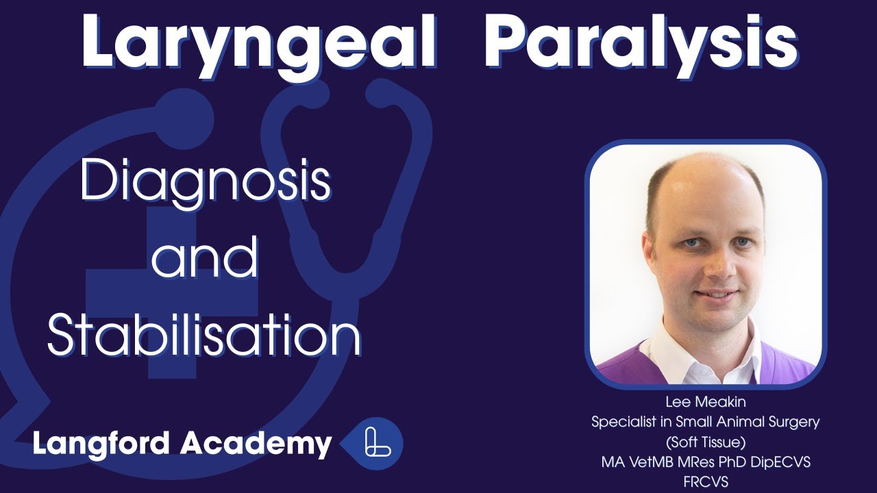 Laryngeal Paralysis Part 1: Diagnosis and Stabilisation
