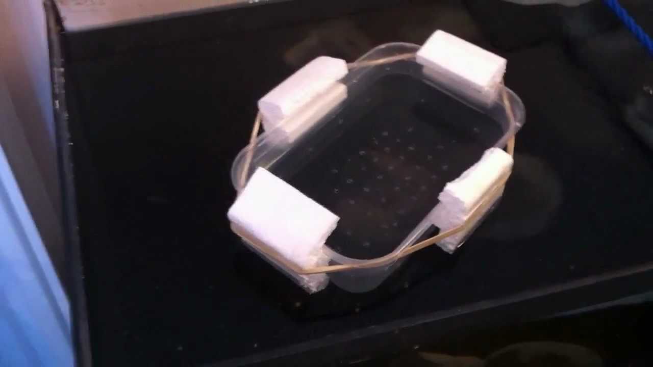 How to make a Fry Trap for your Aquarium