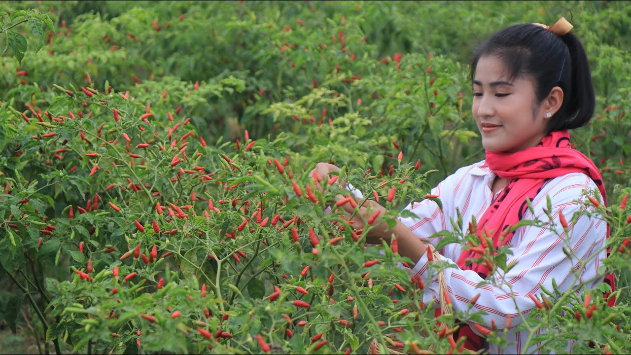Pick Bird's Eye Chillies / How to make Chillies With Garlic Sauce / Prepare By Countryside Life TV.