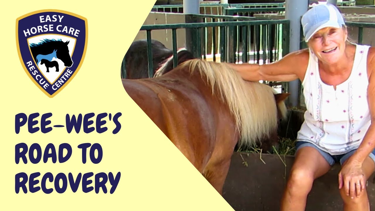 ❤️ From Sue's Heart to Pee-wee's Recovery - Easy Horse Care Rescue Centre