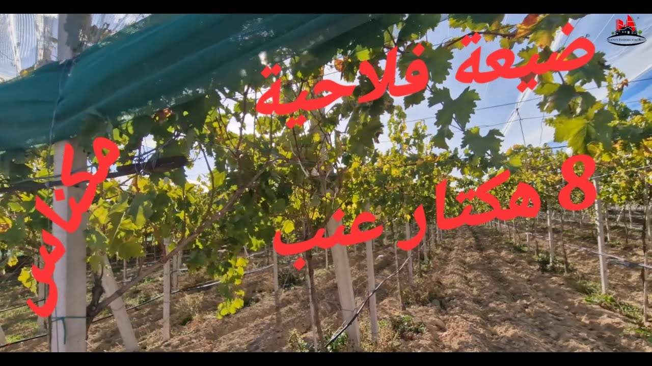 Ferme 7 hectares Raisin  فيرمة عنب 7 هكتار مكناس