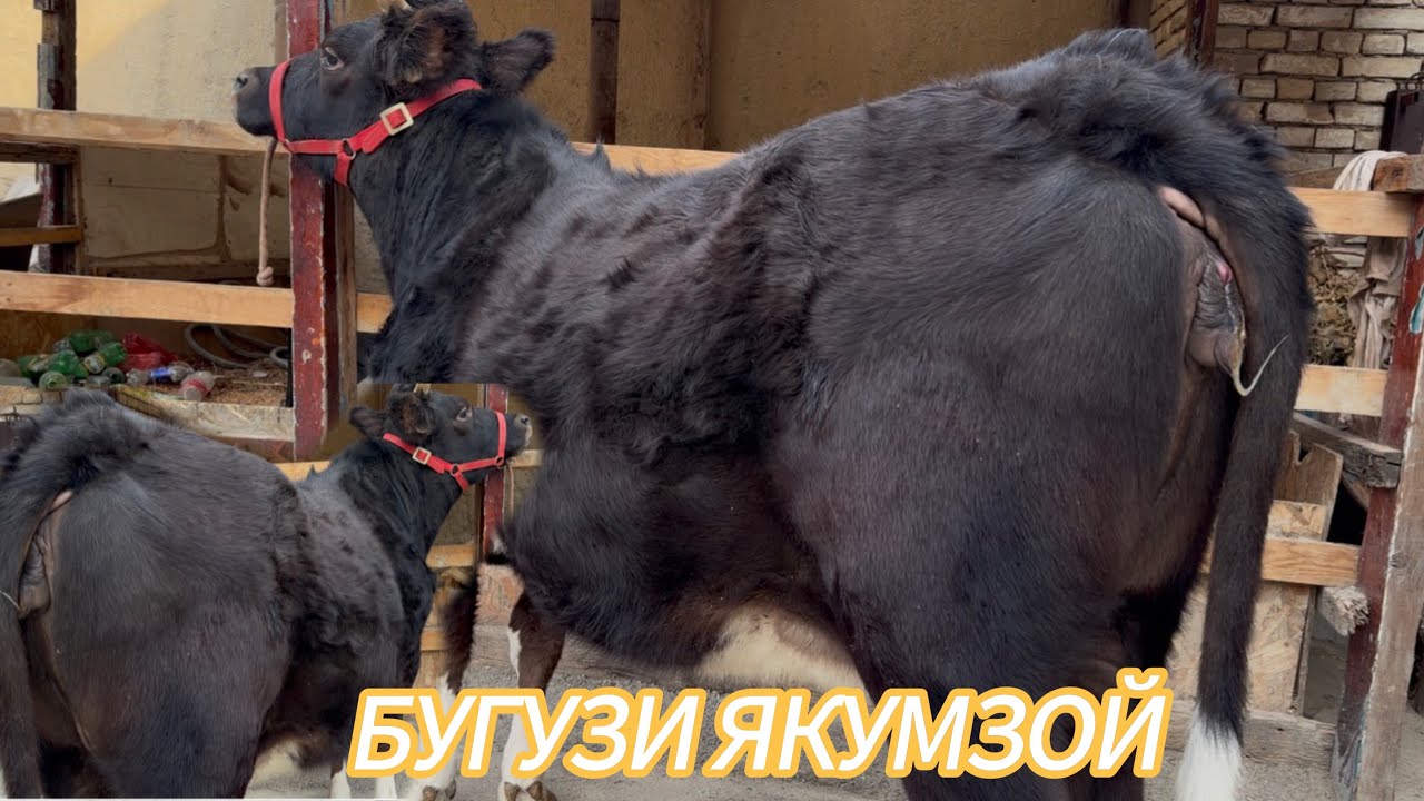 Гуночини Бугузи Якумзой  8-моха ба фуруш баромад аз шахри хучанд 23-январ
