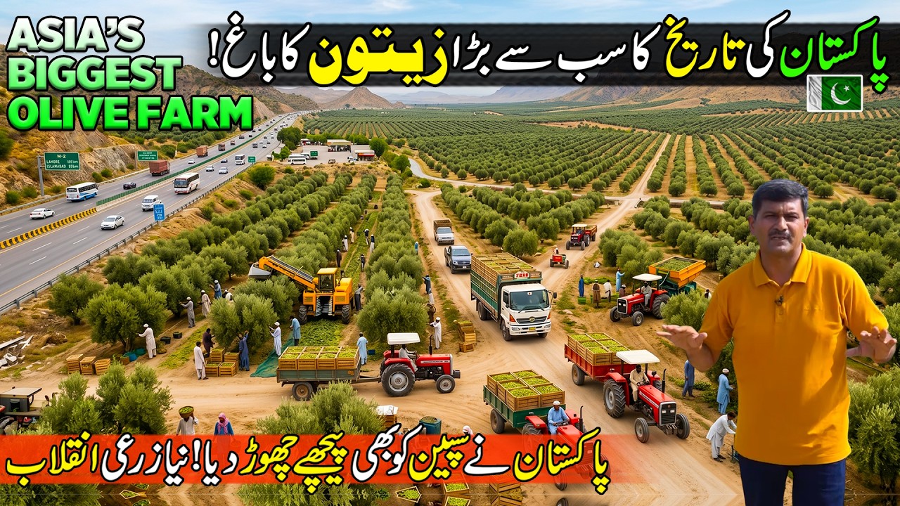 This is Asia's Biggest Olive Farm 🌿 | Pothohar Zaitoon 🇵🇰 | Olive Oil Extraction Process in Pakistan
