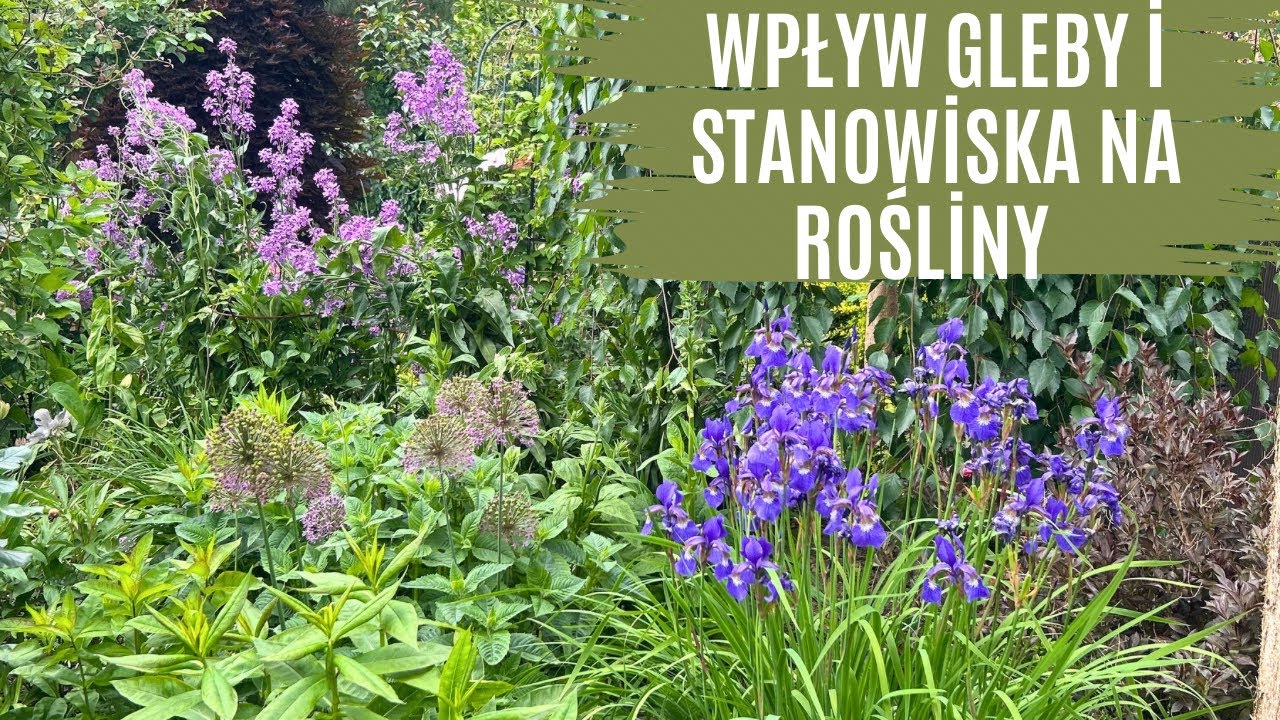 Jak wpływa gleba i stanowisko na rośliny. Wieczornik damski , Dereń kousa Milky Way.