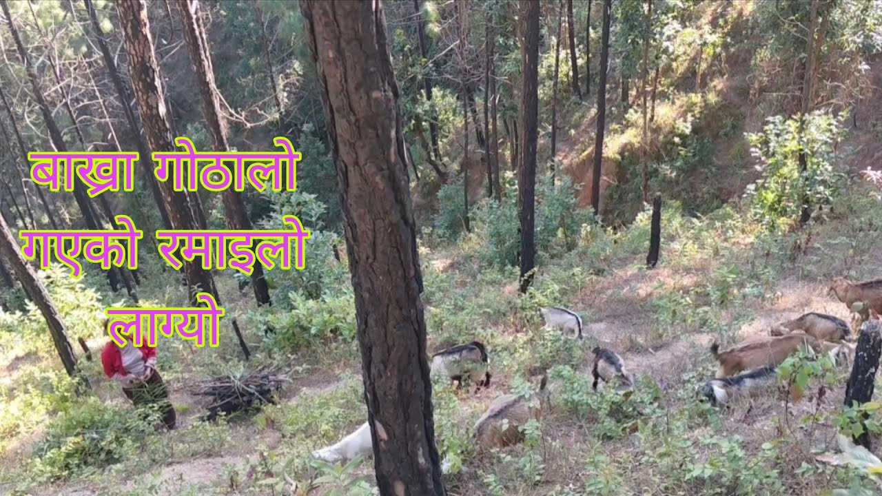 Bakhra gothalo gayeko ramailo bhayo गाउँले जीवन