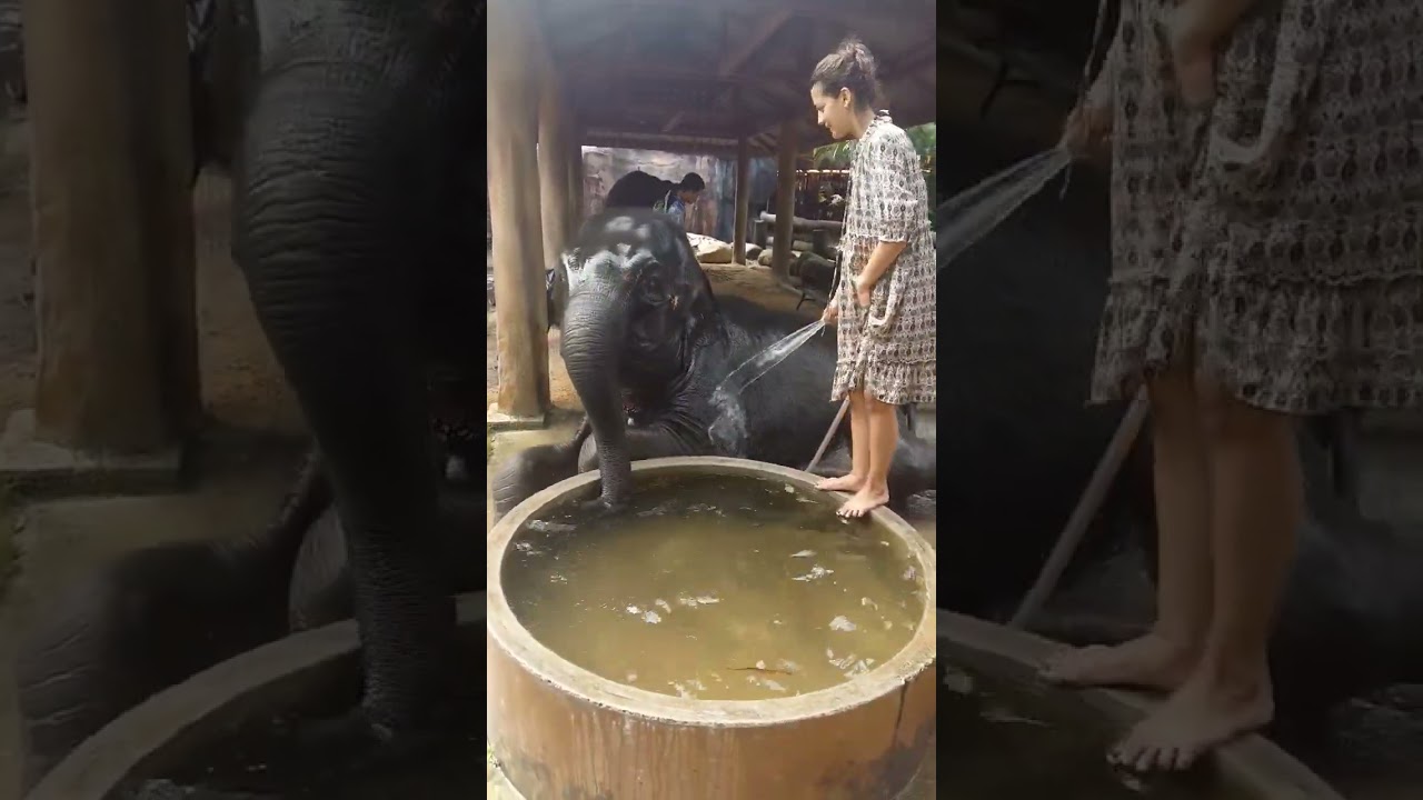 Taking #shower with #baby #elephant #funny #shorts