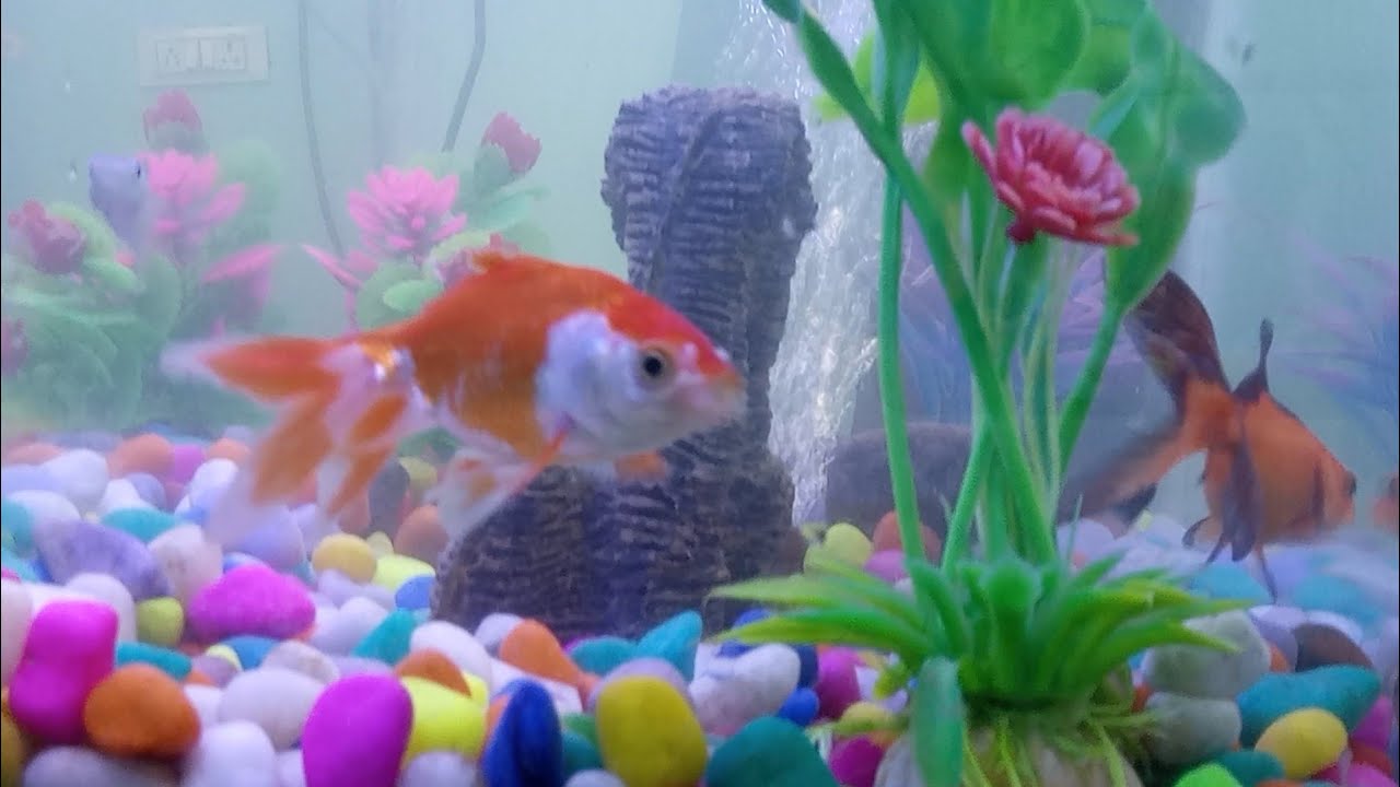 aquarium 🪸 Pani change golden fish 🐠 full video 📷