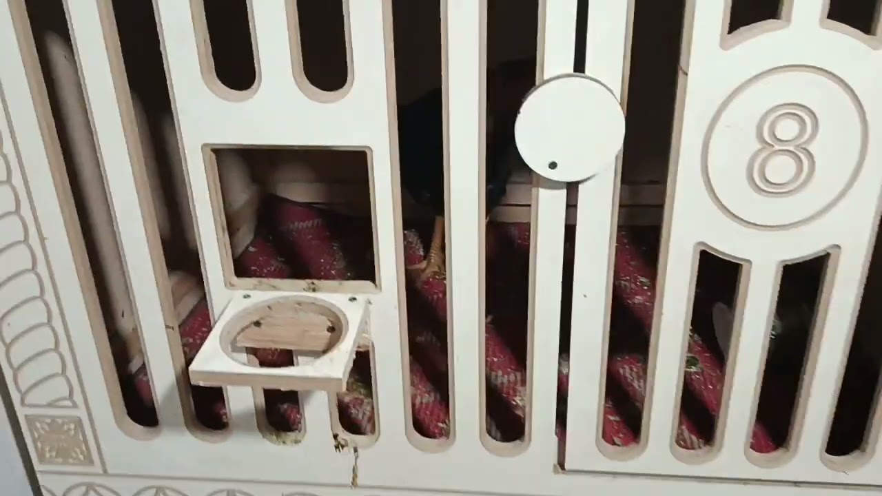 Пришёл к бойцовском петухам двукратным чемпионом не забудь подписаться и поставить лайк 👍👍👍👍👍👍👍👍