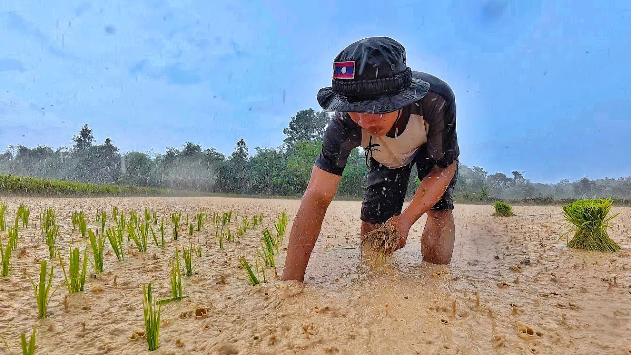 ดำนาแค่งฝนตกริน//ດຳນາແຄ່ງຝົນຕົກລິນ Hieng บ่าวเฮียง คนหากิน