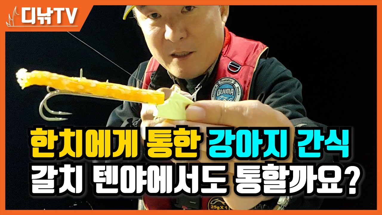 한치에게 통한 강아지 간식, 갈치 텐야에서도 통할지 실험해 봤습니다 [디낚TV]