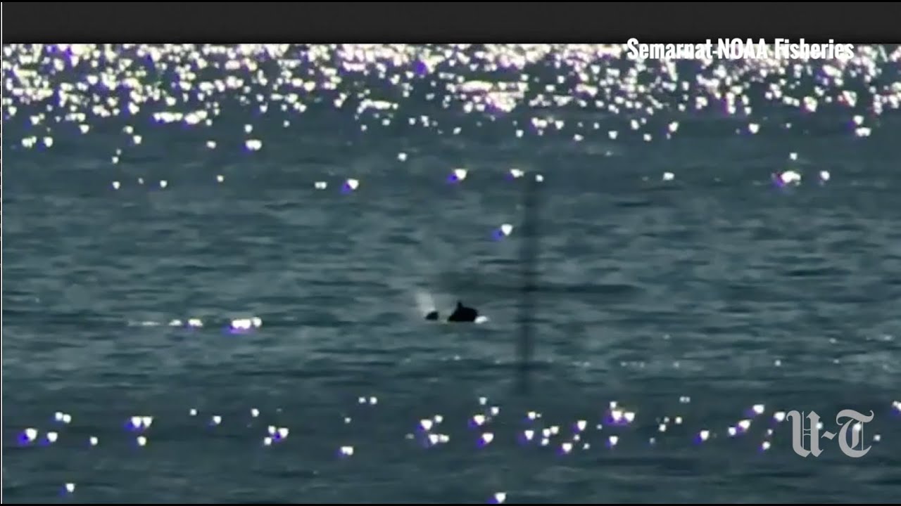 Vaquita: On The Brink Of Extinction | San Diego Union-Tribune