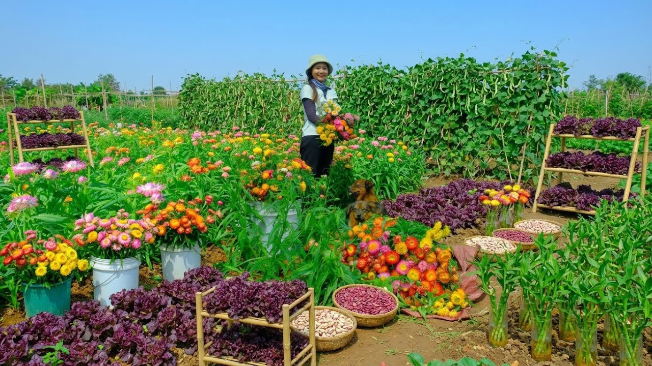 Relax With Harvest Farm Produce: Lisianthus Flowers, Lima Beans, Everlasting Flowers, Purple Lettuce