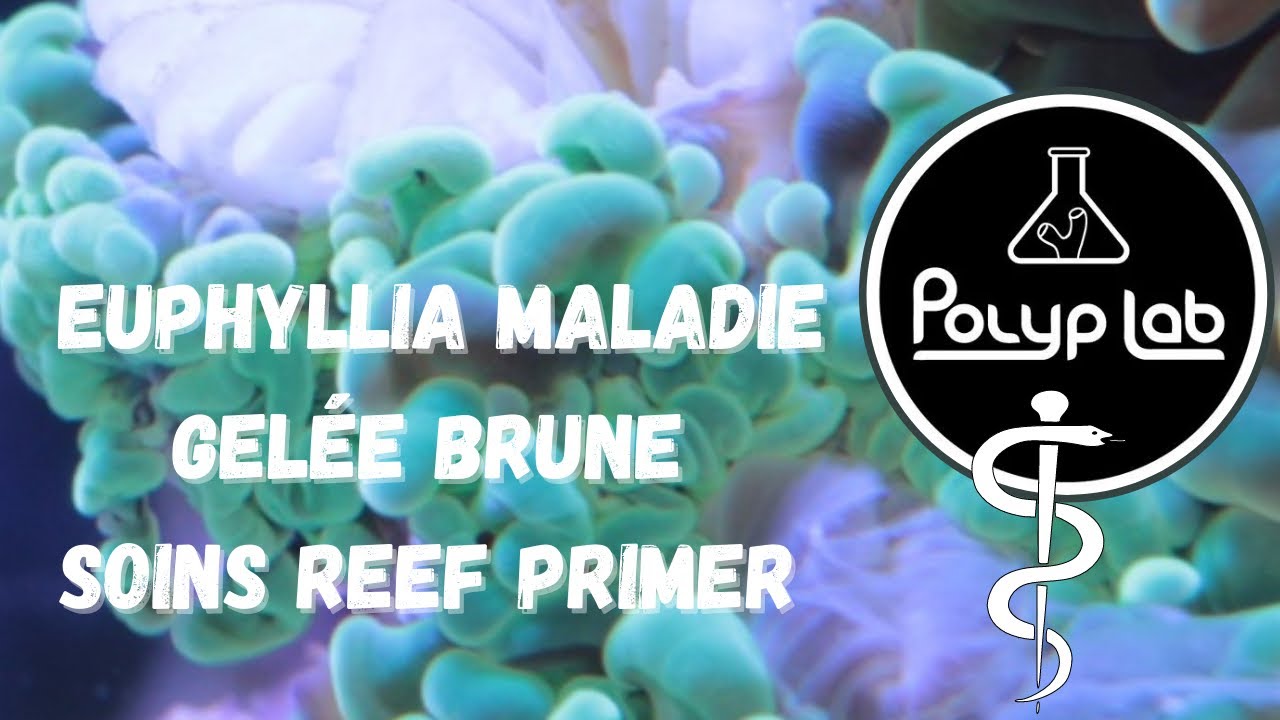 La maladie de la gelée Brune Euphyllia