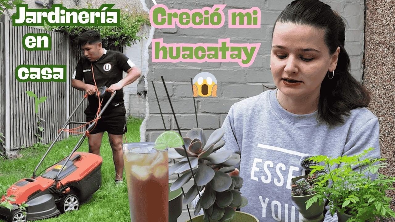 Huacatay, cebada peruana y nuestro jardín en Londres — días de jardinería