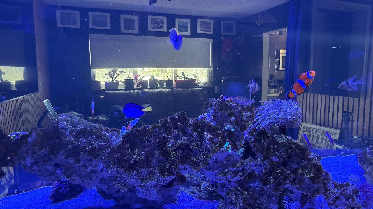 I Added 6 New Fish to My 137G Peninsula Reef Tank!