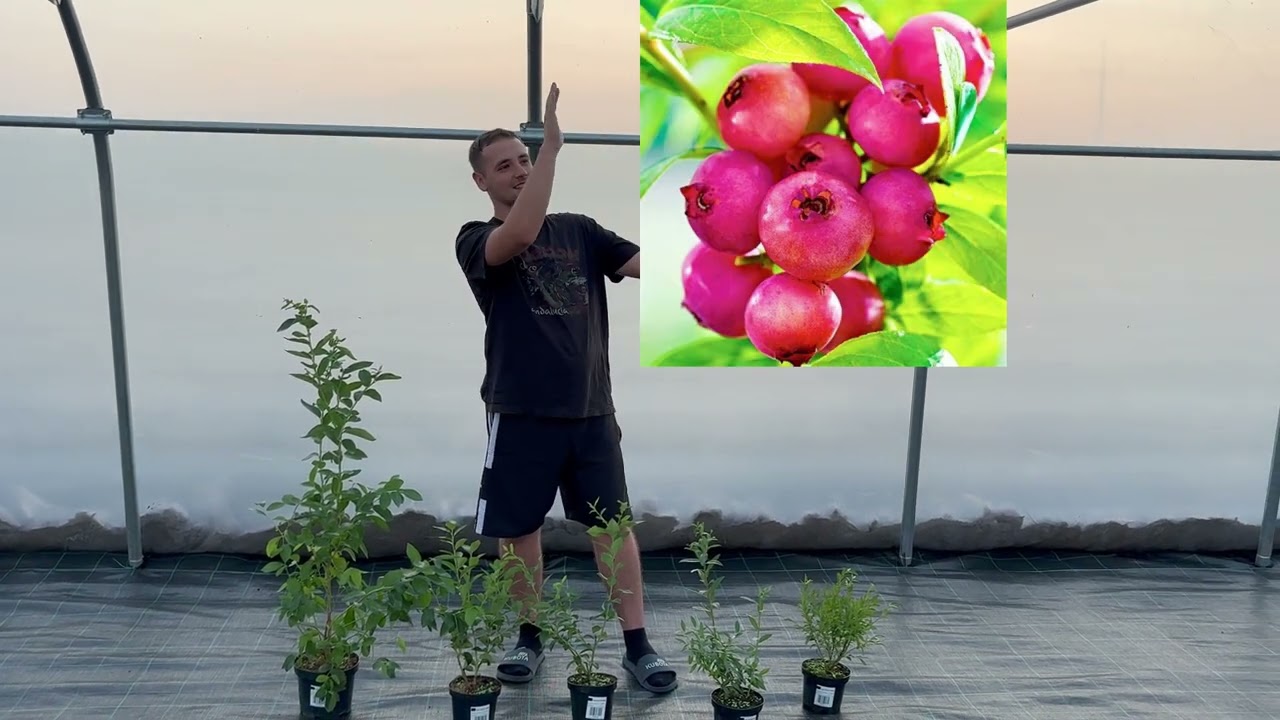 TOP 5 Polecanych Odmian Borówek Amerykańskich